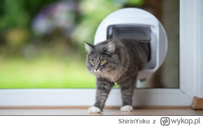 ShirinYoku - #kot #koty #kociebombelki #kociporadnik #balkon
Mircy, 
przychodzę z pro...