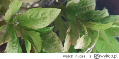 watchnudes - @watchnudes