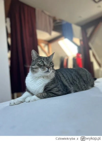 Czlowiekryba - @Lujdziarski: Mój synuś odszedł wczoraj. Pomimo miesiąca jeżdżenia po ...