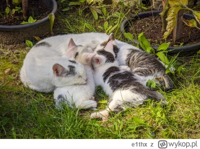 e1thx - Kocica, którą dokarmiam na działce od paru lat, nie pojawiała się przez około...
