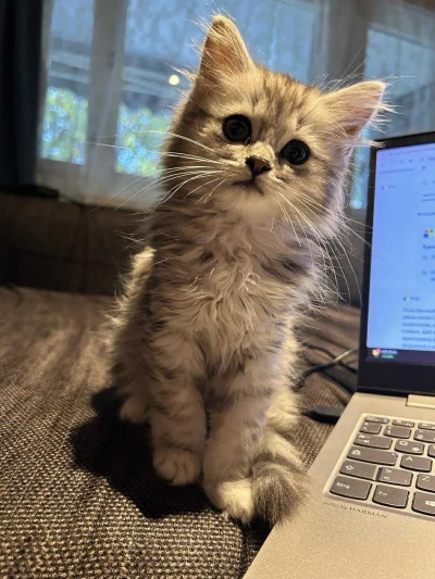 downton - Zostaw ten kąkuter (ʘ‿ʘ) #koty #pokazkota #timonfanclub