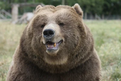 dodi-lukebakio - #f1 #codziennyolliebearman

Szczęśliwy Misiu i można rozpoczynać dzi...