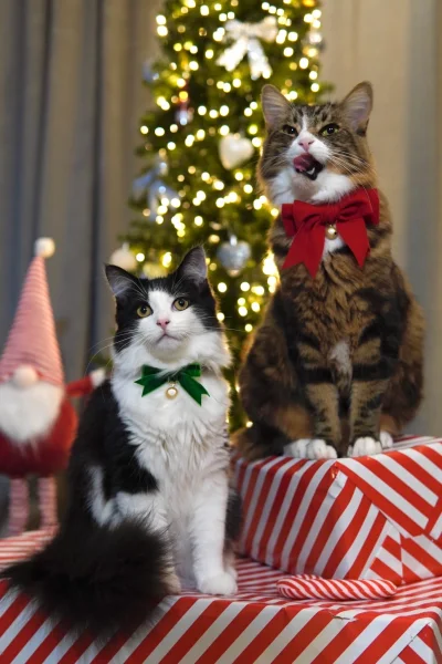 tluczekdokartofli - @tluczekdokartofli