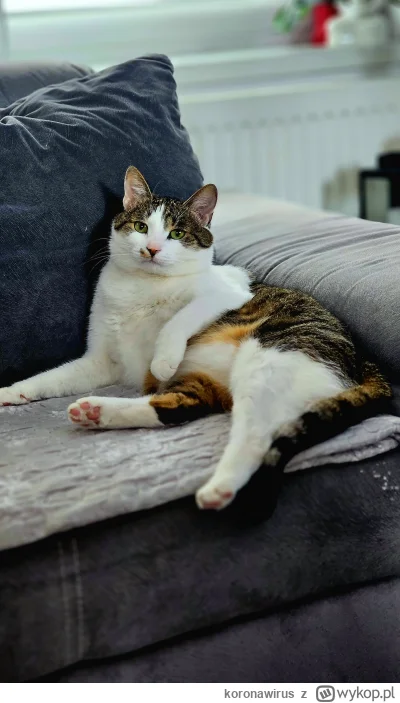 koronawirus - Jasiu
#pokazkota