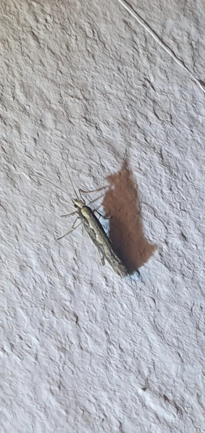 iErdo - Czy to mol? Spożywczy czy odzieżowy?

#owady #c-----------t #kiciochpyta #smi...