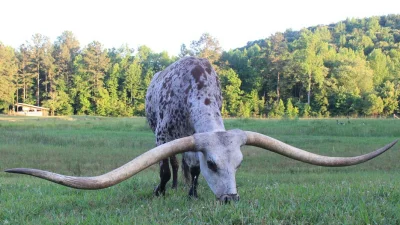 Loskamilos1 - Texas longhorn to rasa bydła mięsnego o wyjątkowo pokaźnych rogach, któ...