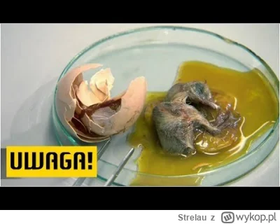 Strelau - >ale jak to tak ? wszak Ukraińcy to same uczciwe ludzie... nie może być
8
...