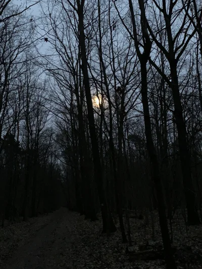 uciekinierzplantacji_janusza - #przegryw Las