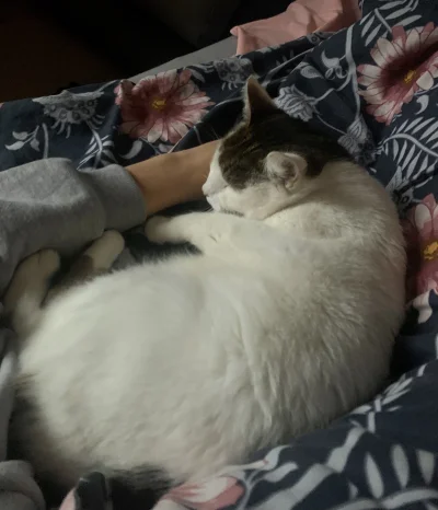 pimpuschek - A kto to przyszedł?

#koty #zwierzaczki