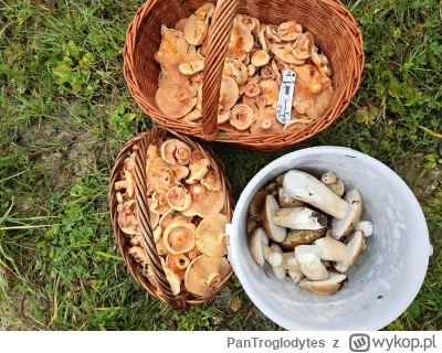 PanTroglodytes - Wszyscy mają #grzyby, mam i ja :)