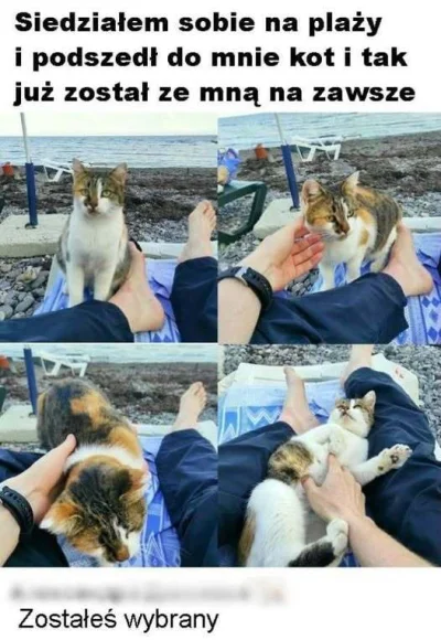 STALKER_ - #kotki #smiesznekotki