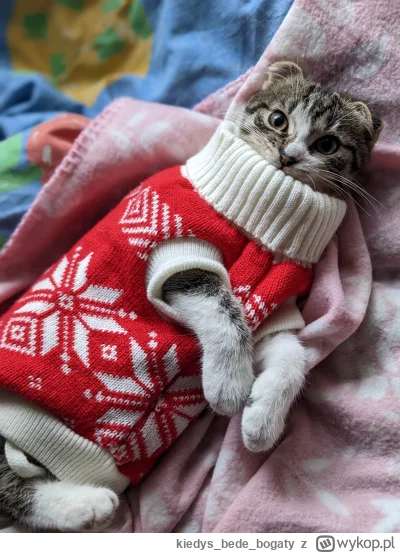 kiedysbedebogaty - czy to już pora na świątecznego kotka?

#koty #slodkijezu