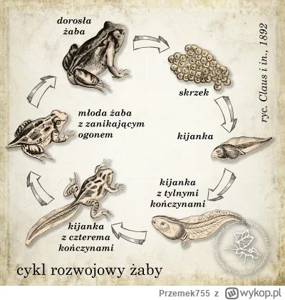 Przemek755 - @hirek_gawron: