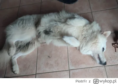 PiotrFr - Trochę nachalny jest na powitanie ( ͡° ͜ʖ ͡°)

#psy