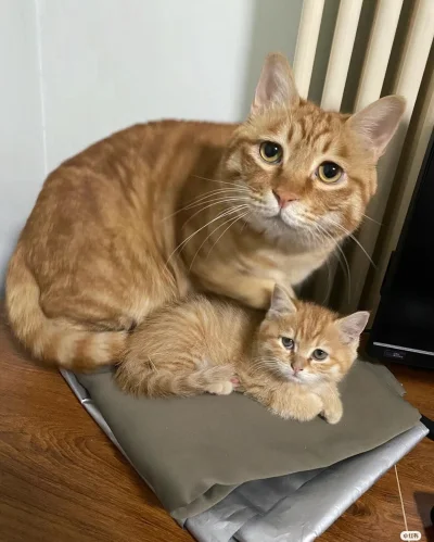 Umeraczyk - Jezu jak przykro (╯︵╰,)