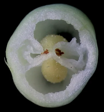 Apaturia - Od środka też jak śnieg. Mogłoby się wydawać, że owoce śnieguliczki białoj...