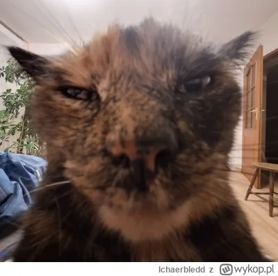 Ichaerbledd - POV: pizza w piekarniku