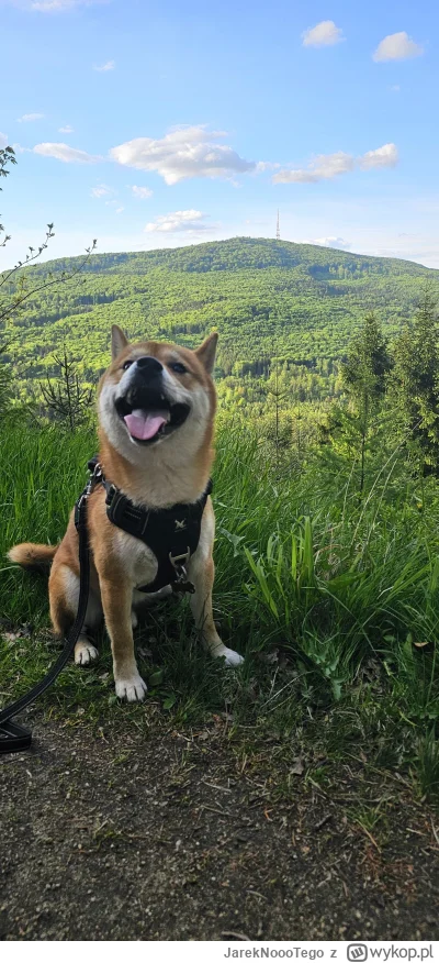 JarekNoooTego - Po 3letniej przerwie wracam z pieskowym kontentem ( ͡º ͜ʖ͡º)

#pokazp...