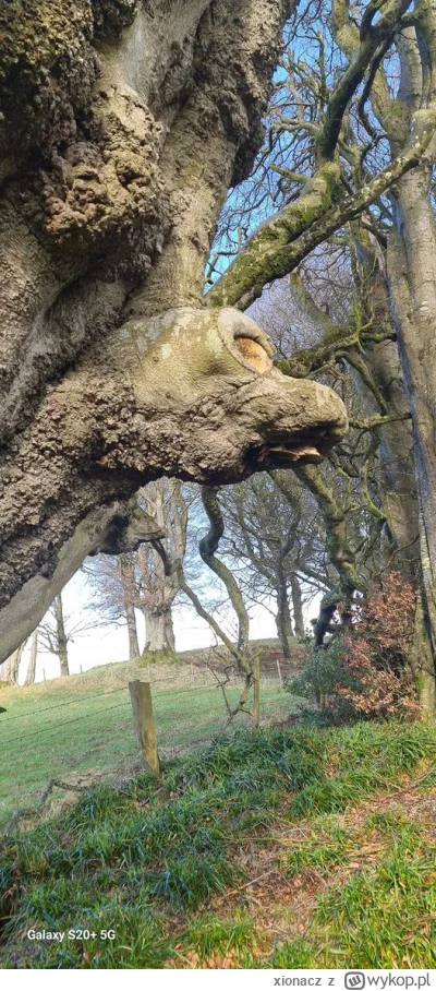 xionacz - >Pareidolia – zjawisko dopatrywania się znanych kształtów w przypadkowych s...