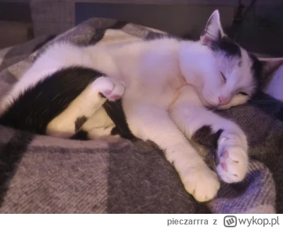 pieczarrra - No jak można nie kochać tej kiciuli cici ciuciuciu?

#pokazkota #koty #k...