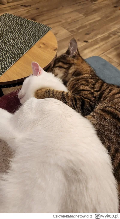 CzlowiekMagnetowid - Ciuf
#koty #pokazkota