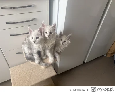 anteniarz - #koty #pokazkota 
Pies z trzema głowami to Cerber. A jak się kot nazywa?