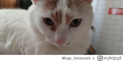 Mega_Smieszek - Moja kotunia mrumrunia ᶘᵒᴥᵒᶅ

#koty #pokazkota