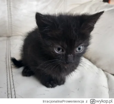 IrracjonalnaProweniencja - Tu bardziej aktualne zdjęcie: