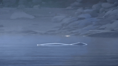 wfyokyga - PRÖÖÖÖT