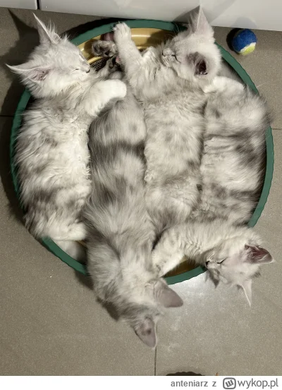 anteniarz - #koty #pokazkota #mainecoon 
Można brać po jednym