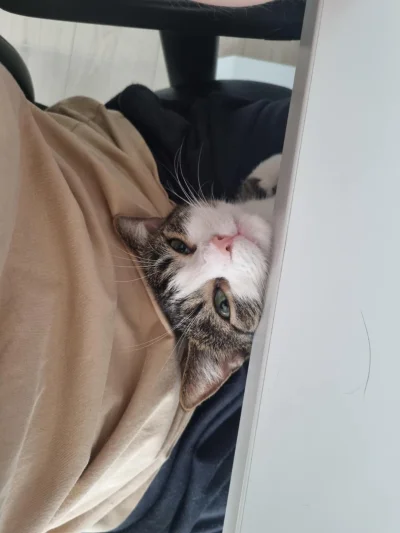 b0dyload - No witam! :3
#koty #pokazkota