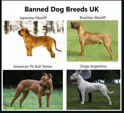 kendziu666 - @par-ow: Poniższe rasy psów są zakazane w UK od 1991 roku (Dangerous Dog...