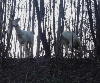 o.....o - to jelonek albinos :)
http://www.bielsko.biala.pl/aktualnosci/39852/jelen-...