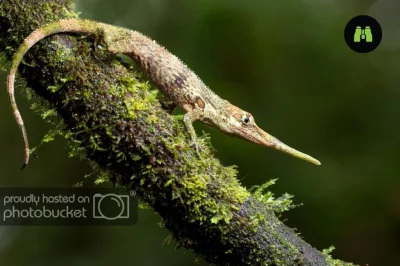 DuchBieluch - Anolis proboscis – gatunek jaszczurki występujący w Ekwadorze. Żyje głó...