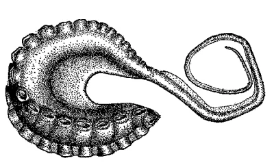 hortu - W artykule brakuje jednej ciekawostki:

Hectocotylus - ramię samca służące do...