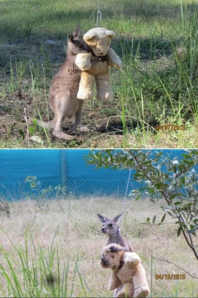 daaniel121 - (╯︵╰,)
#sierota #Australia #kangur