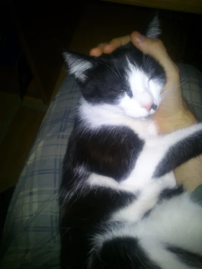 Aosa - @brokenik: @flakizolejem: Przecież to mój kot. Proszę mi go oddać, natychmiast...