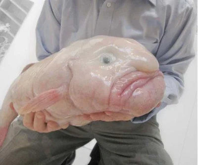 Kliko - Blobfish (psychrolutes marcidus).