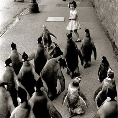 Ziemeck - Dawno nie było wpisu, więc wstawiam zdjęcie #pingwinboners

#ustawka