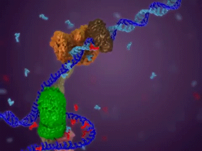 bioslawek - Replikacja DNA



#dna #biologia #nauka #biochemia #biofizyka #animac...