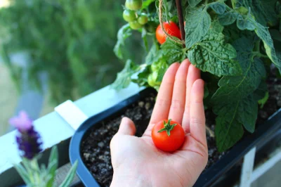 Shagga - Pierwszy w tym sezonie pomidorek z balkonu. Jednak co samemu wyhodowane to o...
