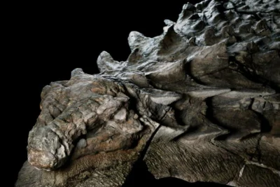 LeonardoDaWincyj - Mumia dinozaura odkryta w Kanadzie:

https://www.wykop.pl/link/525...