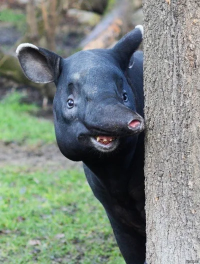 Clefairy - Wykopek z tagu #przegryw po reinkarnacji.