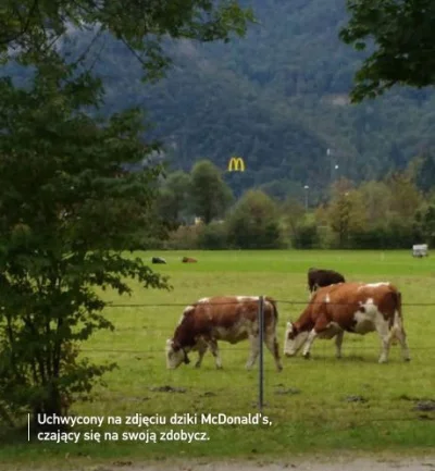 jaroty - Ostatnie chwile życie bezbronnych krów, zanim McDonald's je dopadnie i staną...
