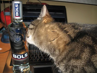 normanos - niuch niuch #bols #wodka #pokakota #koty