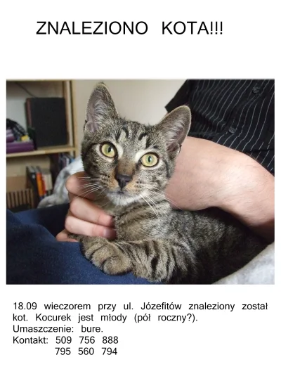 mojsze - #krakow znaleziono kota w okolicach Placu inwalidów