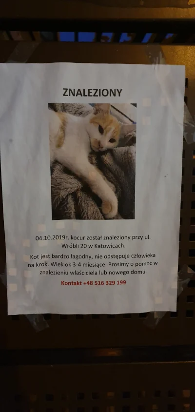 Kapsula - znaleziono kota, może ktoś coś?
#katowice #koty