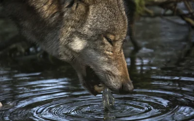 Wulfi - Ale pyszna źródlana woda.

#wilk #wilki #zwierzeta #fotografia #zwierzaczki...