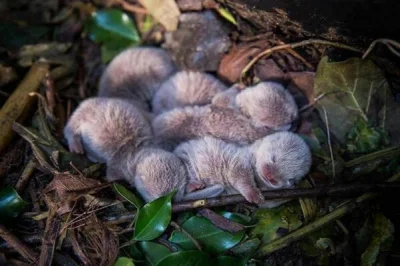 Jofiel - Małe wydry słodziaki.

#socute
