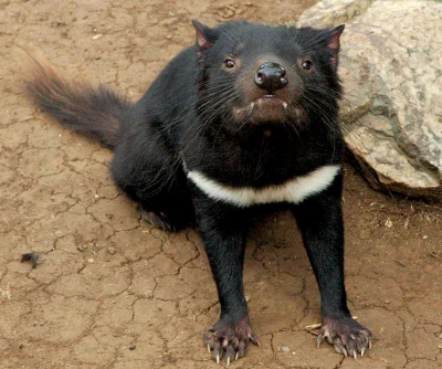 DuchBieluch - Diabeł tasmański (Sarcophilus harrisii) – gatunek ssaka występujący w T...